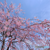 桜　再挑戦(2)