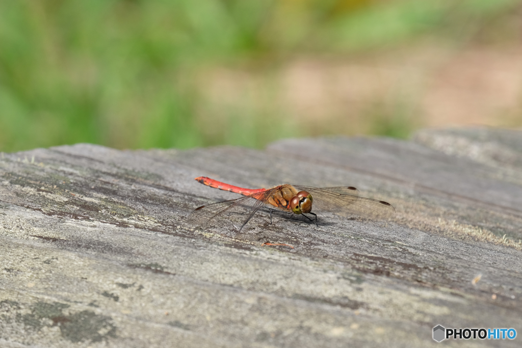 アキアカネ♂