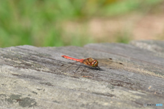 アキアカネ♂