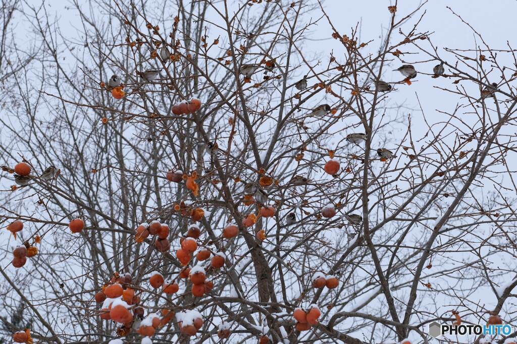 鳥たちの食糧事情(2)