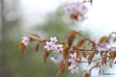 山桜