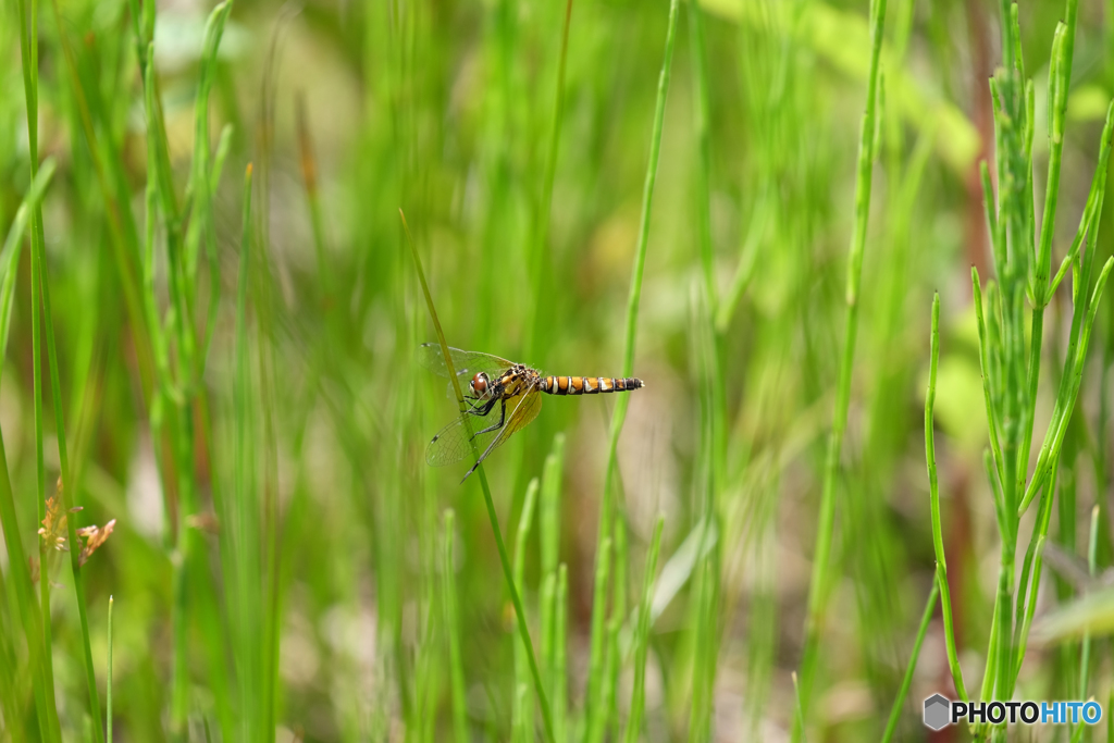 ハッチョウトンボ♀