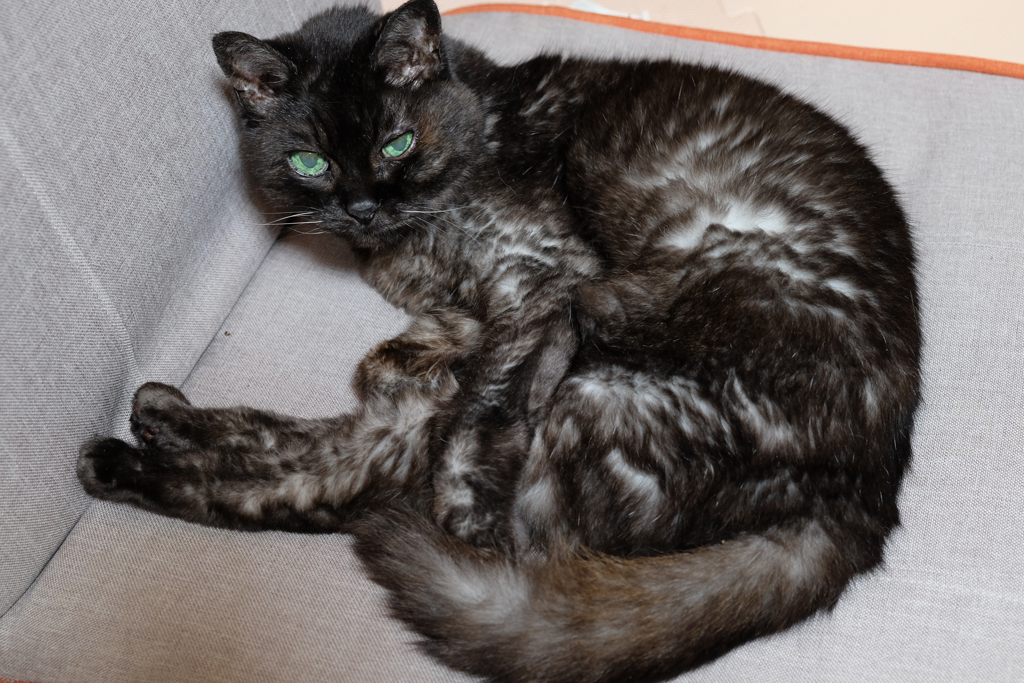 猫又候補