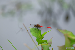 マユタテアカネ♂