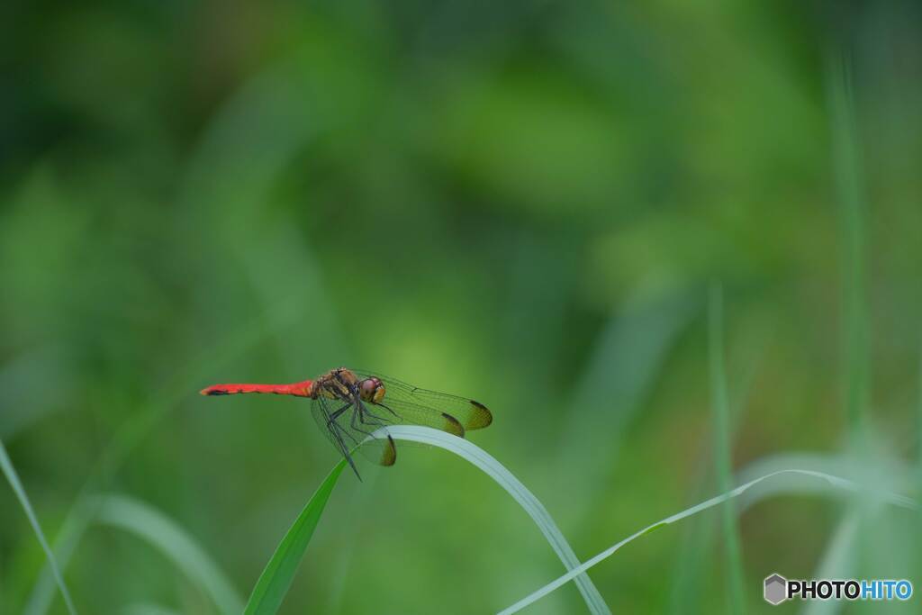 リスアカネ♂