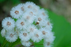 山の花