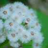山の花
