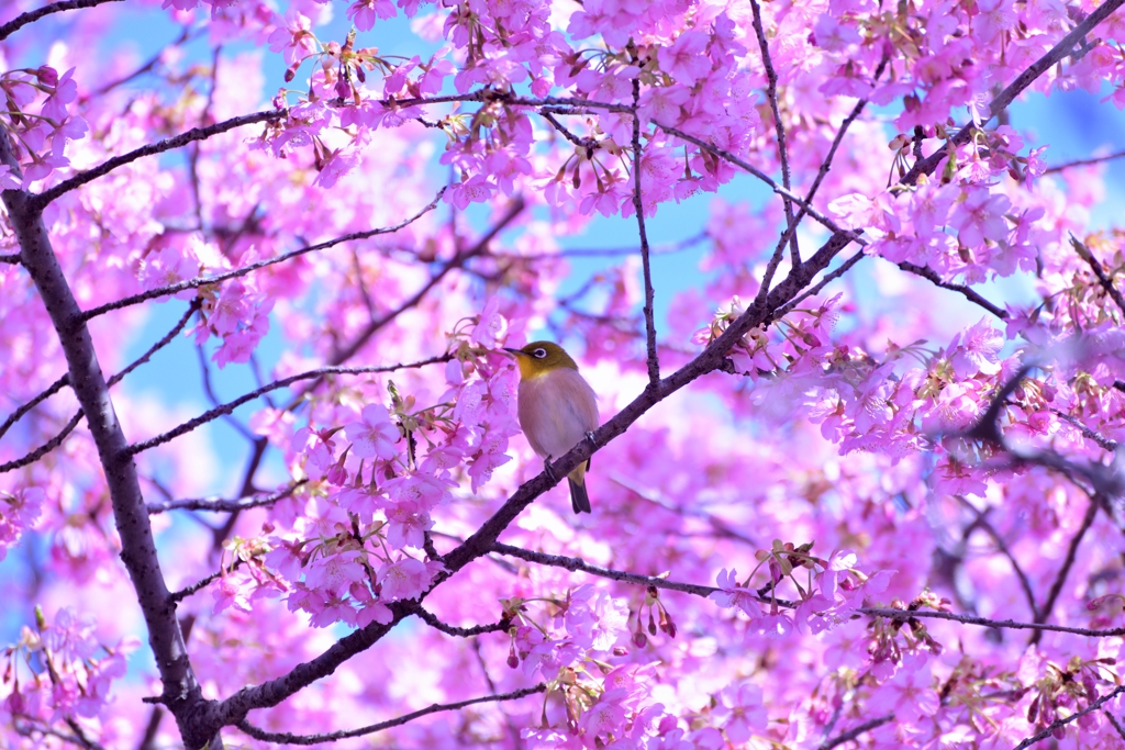 メジロと河津桜