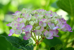 紫陽花