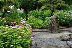 紫陽花