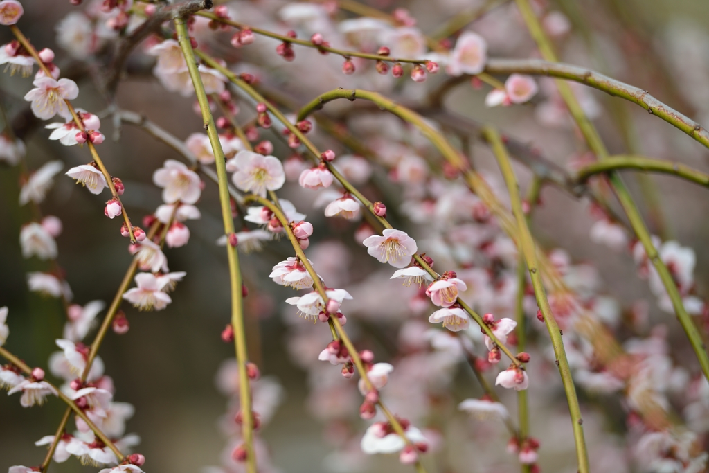 梅の花