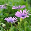 庭の花