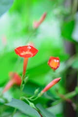 道端の花