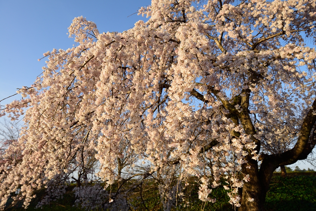 朝日を浴びて咲く枝垂桜