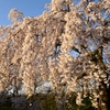 朝日を浴びて咲く枝垂桜