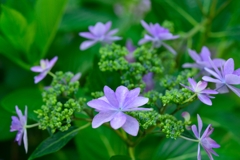 紫陽花