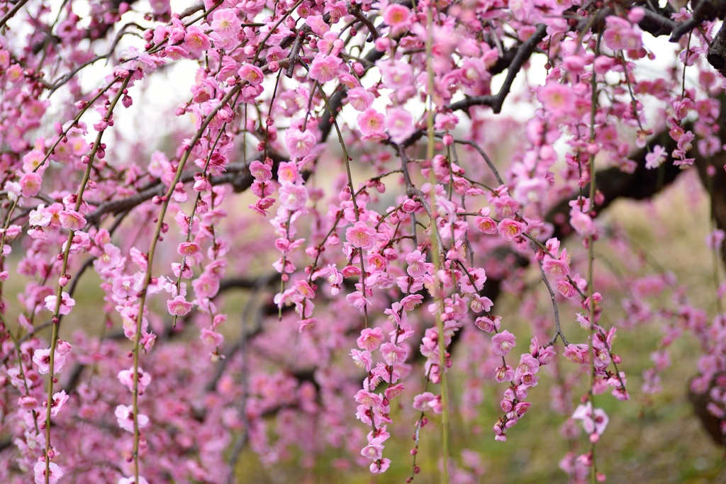 梅花