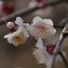 香梅