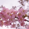 河津桜