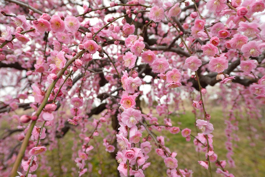 梅花