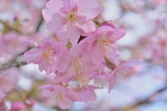 河津桜