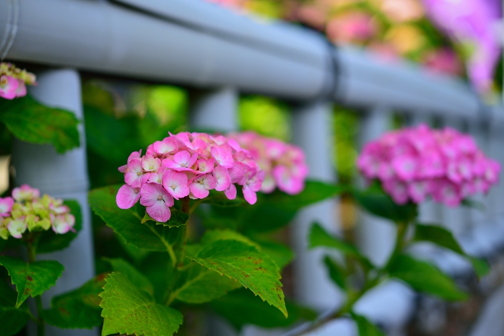 紫陽花