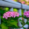 紫陽花