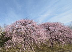 鮮やかな花と香り