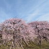 鮮やかな花と香り