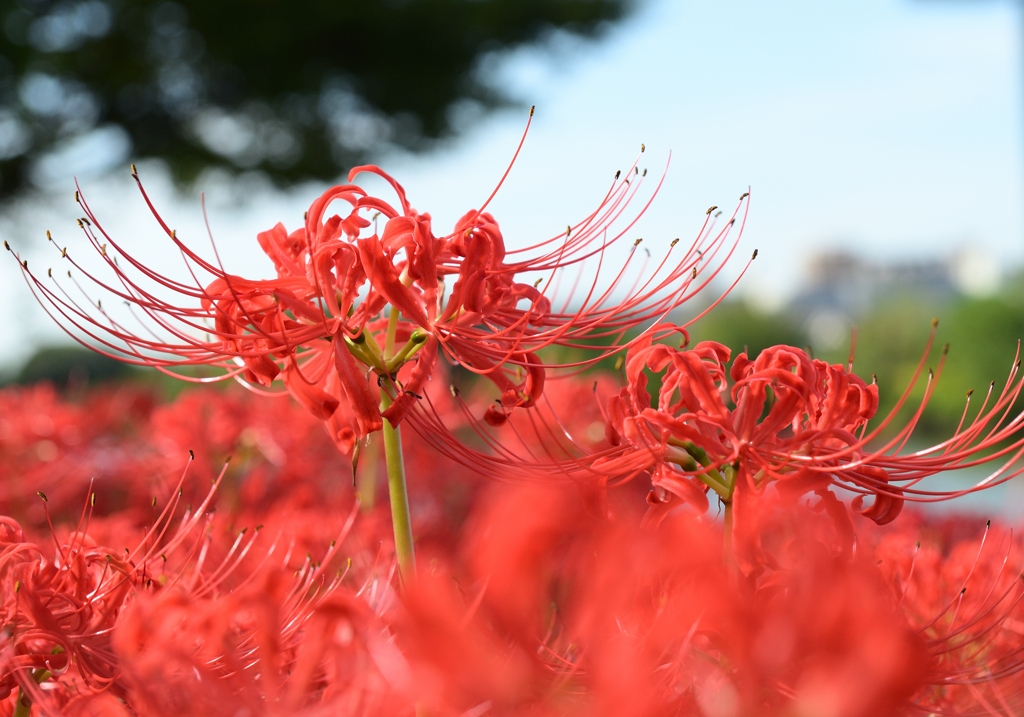 曼珠沙華