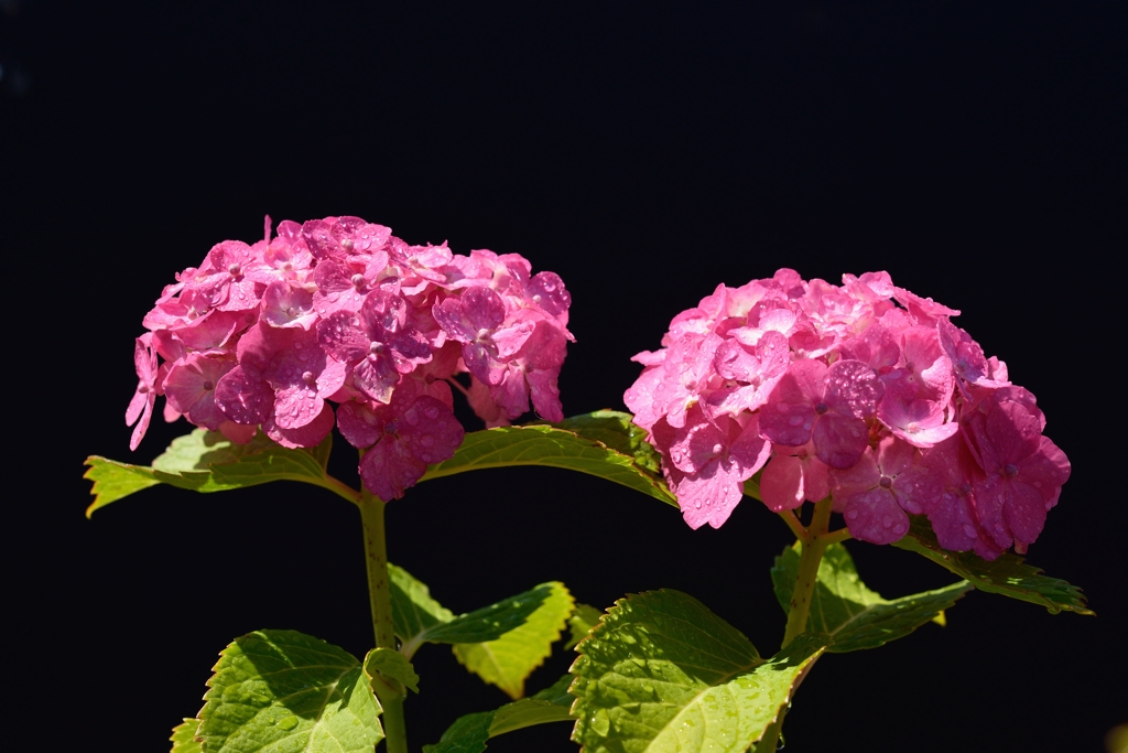 紫陽花