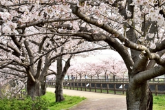 桜の散歩道