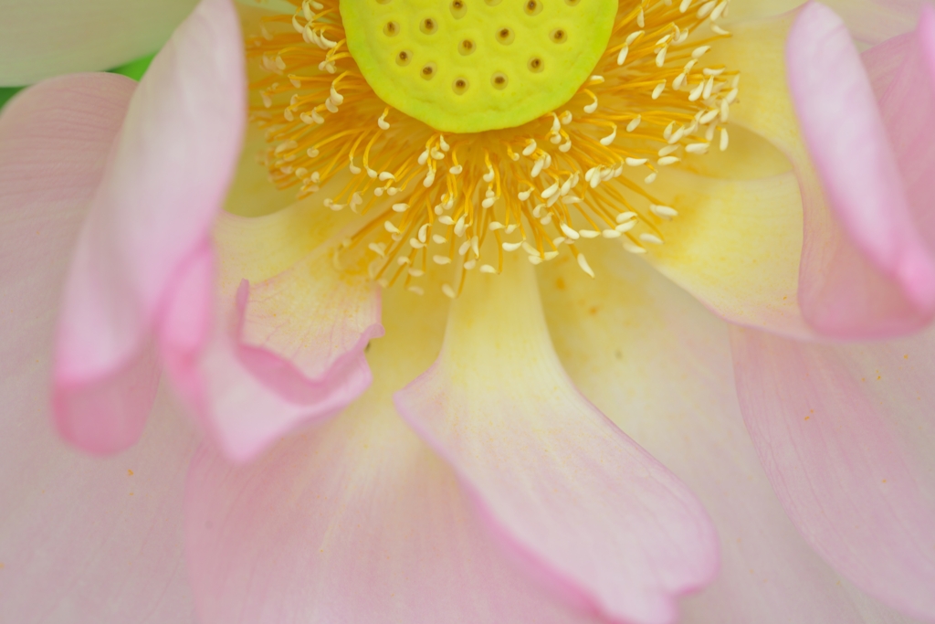 蓮の花