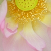 蓮の花