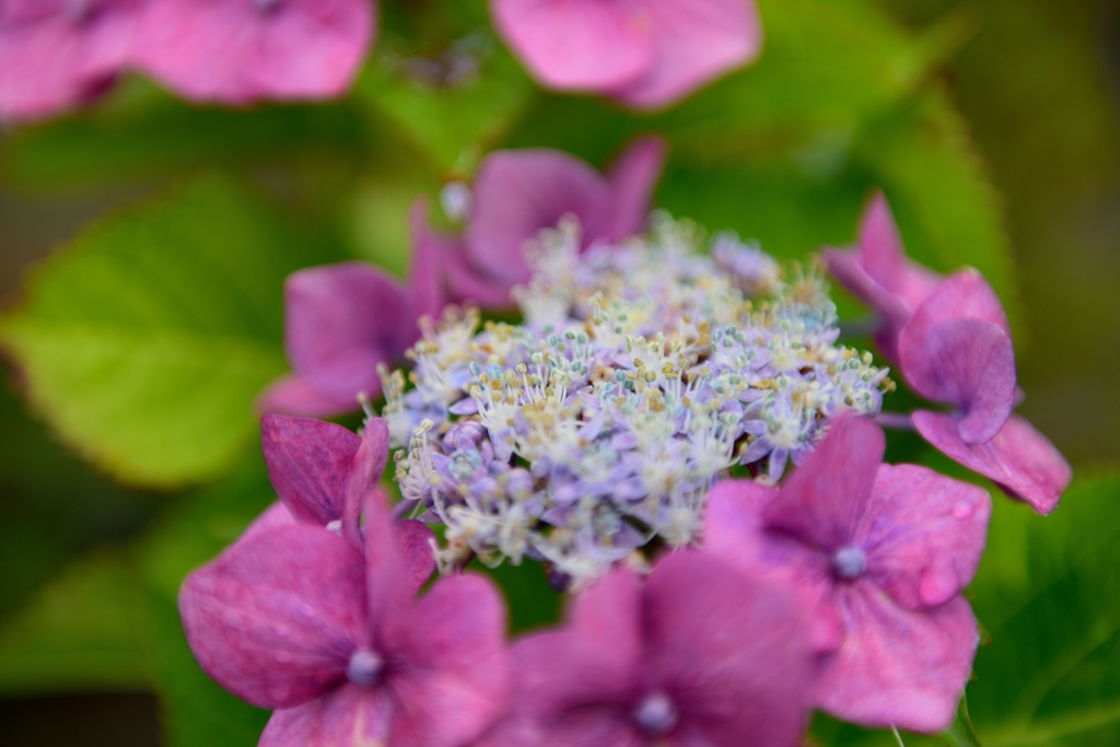雨上がりの紫陽花