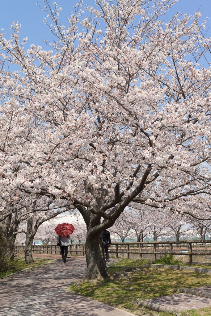 桜の散歩道