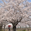 桜の散歩道