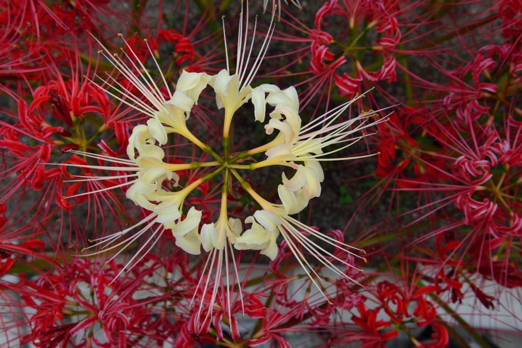 曼珠沙華(赤）