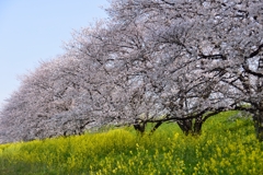 sakura