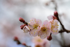 梅花