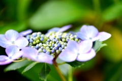 紫陽花