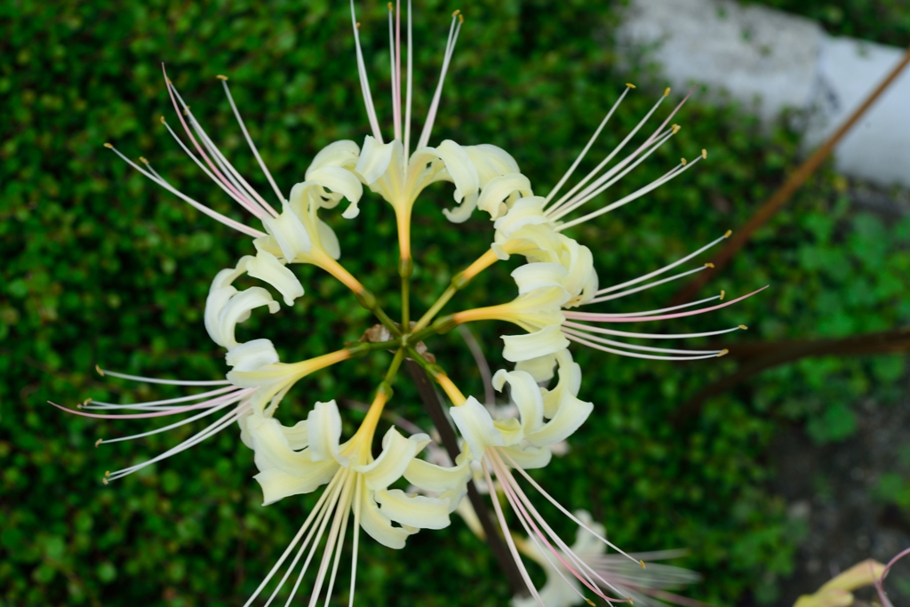 曼珠沙華（青）