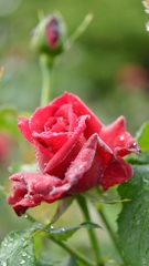 薔薇