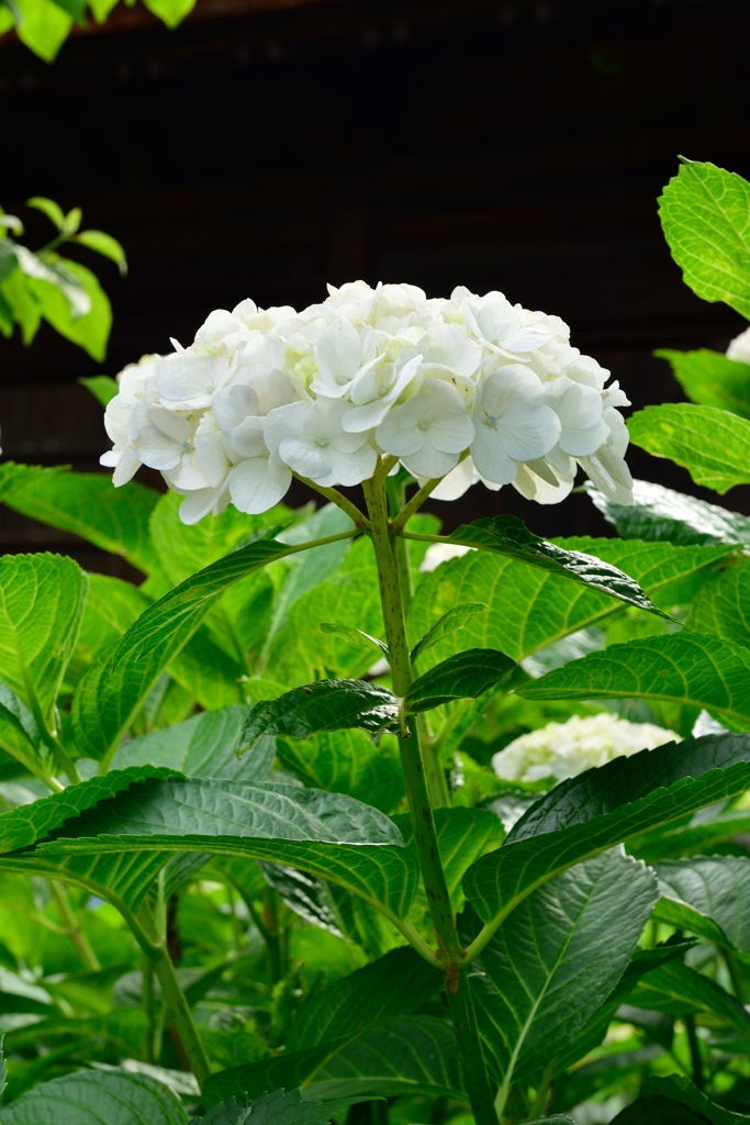 紫陽花