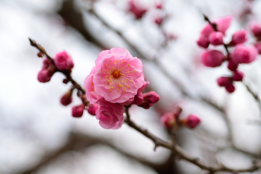 梅花