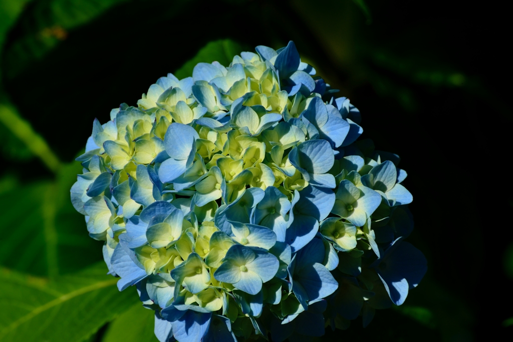 紫陽花