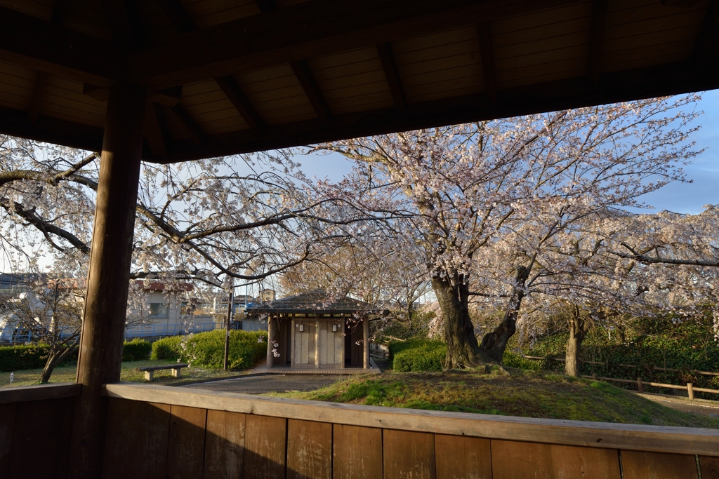 朝日を浴びて