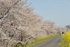 sakura
