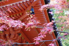 牛滝山　大威徳寺