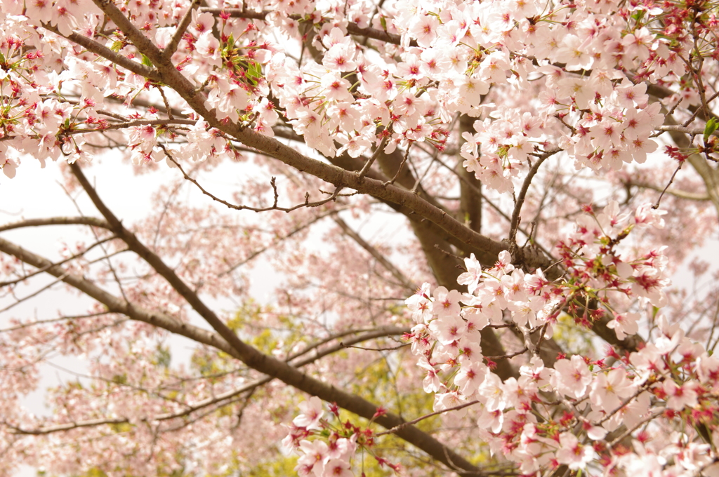 桜